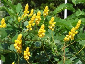 Manfaat Daun Dan Buah Senna